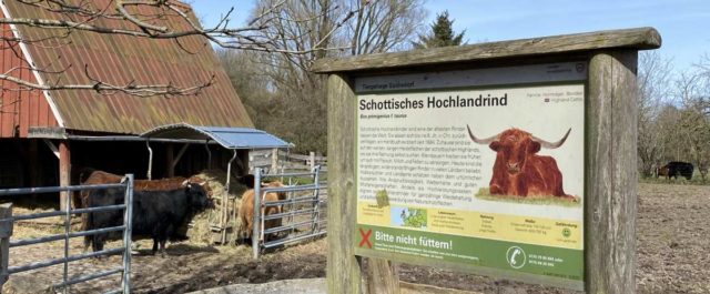 Tiergehege Suchsdorf Schottisches Hochlandrind