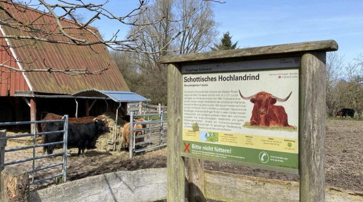 Tiergehege Suchsdorf Schottisches Hochlandrind