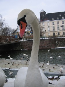 Schwan in Breslau an der Oder