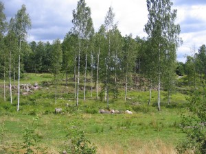 Wald in Schweden