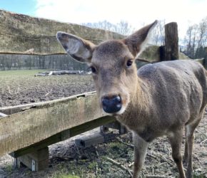 Sikawild Tiergehege Kiel