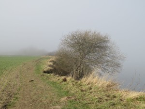 Steilküste bei Dänisch-Nienhof an der Ostsee bei Nebel