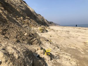 Steilküste Stohl Schwedeneck an der Ostsee