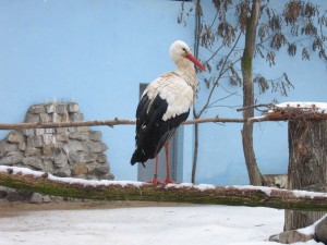 Storch im Breslauer Zoo