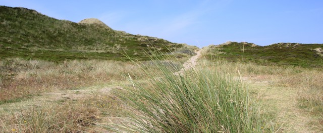 Dünen auf der Nordseeinsel Sylt