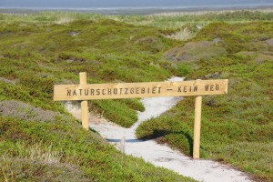 Dünen auf der Nordseeinsel Sylt