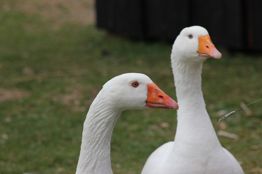 Tierpark Arche Warder bei Kiel
