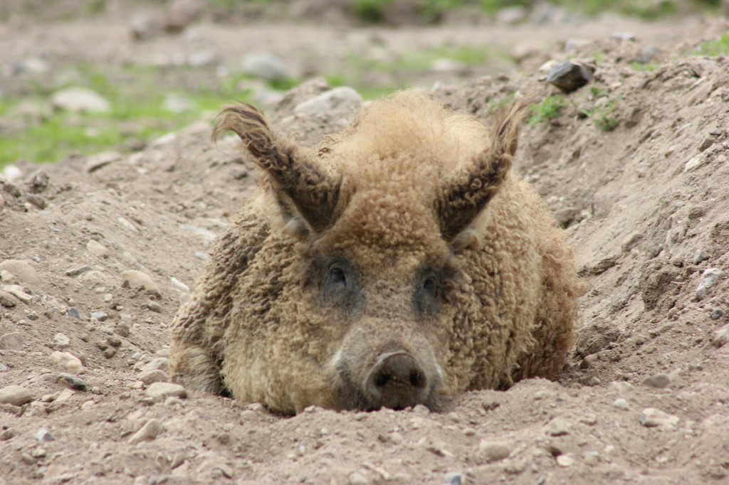 Tierpark Arche Warder bei Kiel