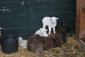 Tierpark Arche Warder bei Kiel