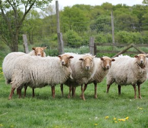 Tierpark Arche Warder bei Kiel