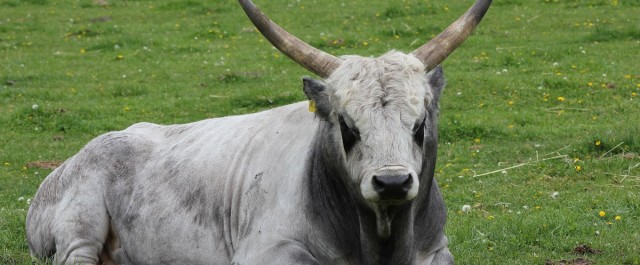 Tierpark Arche Warder bei Kiel
