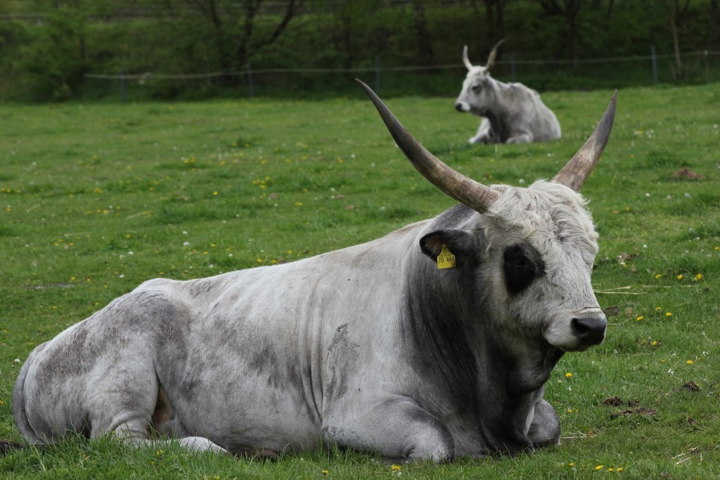 Tierpark Arche Warder bei Kiel