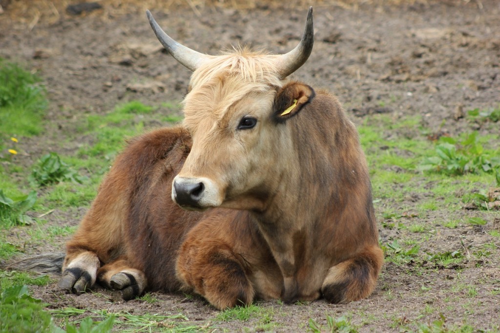 Tierpark Arche Warder bei Kiel