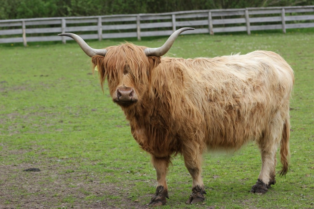 Tierpark Arche Warder bei Kiel