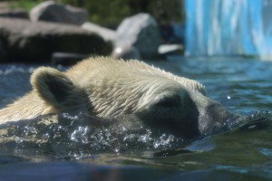 Eisbär Kap im Tierpark Neumünster