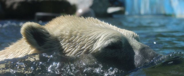 Eisbär Kap im Tierpark Neumünster