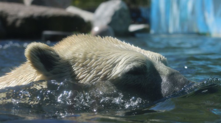 Eisbär Kap im Tierpark Neumünster