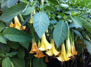 Trompetenbaum im Botanischen Garten der Christian-Albrechts-Universität zu Kiel