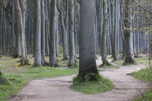 Waldweg durch den Gespensterwald