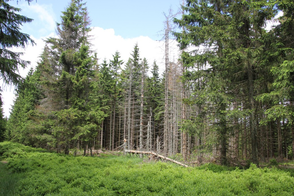 Wald am Wurmberg