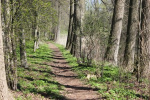 Waldweg am Eiderkanal zwischen Rathmannsdorf und Knoop