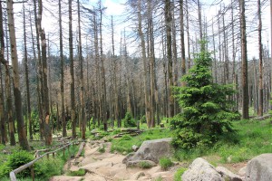Waldweg beim Abstieg vom Brocken nach Schierke