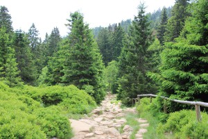 Waldweg beim Abstieg vom Brocken nach Schierke