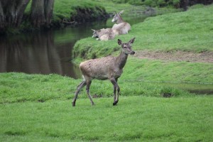 Wildpark Eekholt