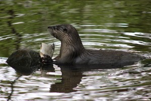 Fischotter im Wildpark Eekholt