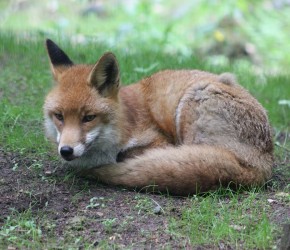 Fuchs im Wildpark Eekholt