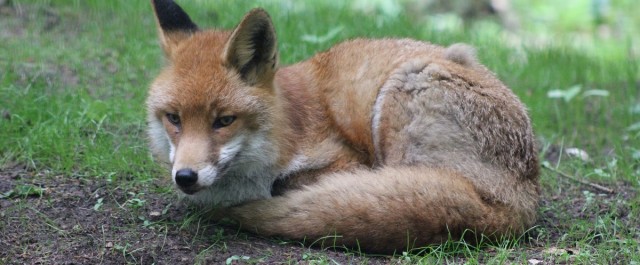Fuchs im Wildpark Eekholt