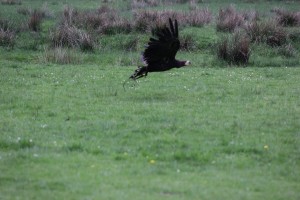 Greifvogel im Wildpark Eekholt