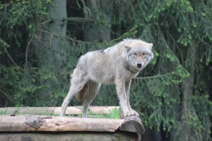 Wolf im Wildpark Eekholt