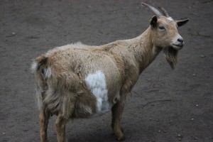 Ziege im Wildpark Eekholt