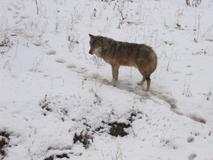 Wolf im Breslauer Zoo im WInter