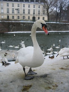 Schwan in Wroclaw (Breslau) am Fluss Odra (Oder) im WInter