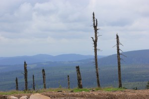 Abgestorbene Bäume auf der Wurmberspitze im Harz