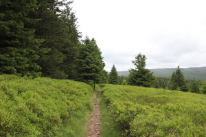 Wald und Wiese auf dem Weg vom Wurmberg nach Braunlage