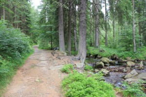Waldweg vom Wurmberg nach Braunlage