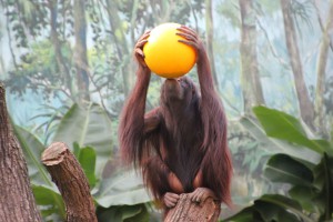 Orang-Utan im Zoo Rostock